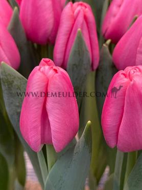 Tulipa Tresor 12/+ (x250)