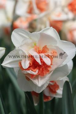 Narcissus Replete, Double Group, 14/16 (x250)