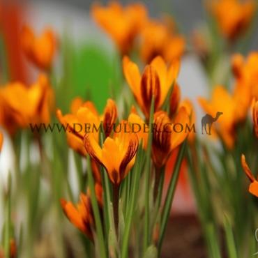 Crocus Orange Monarch 5/+ (x250)