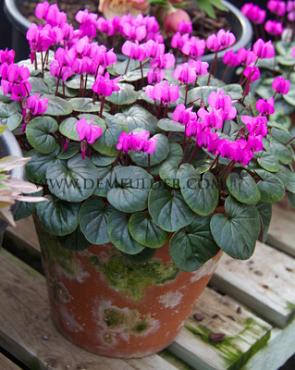 Cyclamen Coum 13/15 (x 25)