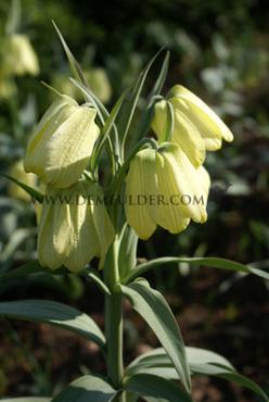 Fritillaria Pallidiflora 10/+ (x250)