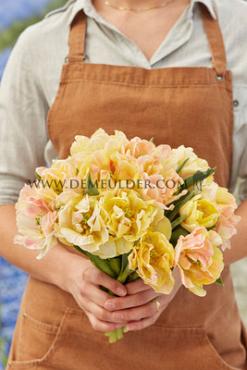 Tulipa Foxy Foxtrot 12/+ (x250)