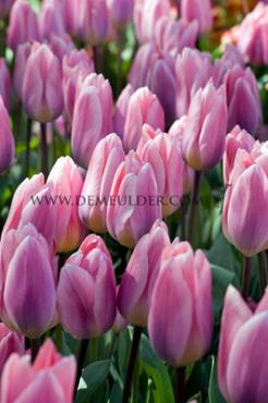 Tulipa Light And Dreamy 12/+ (x250)