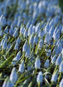 Muscari Valerie Finnis 7/8 (x250)