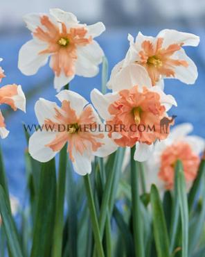 Narcisses Shrike Spit-Corona 14/16 (x250)