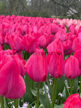 Tulipa Lady Van Eijk 12/+ (x250)