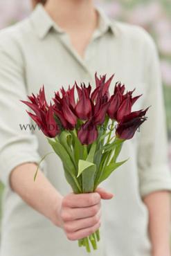 Tulipa Sarah Raven 12/+ (x250)