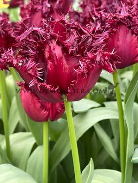 Tulipa Labrador 12/+ (x250)