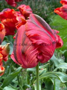 Tulipa Avignon Parrot 12/+ (x250)