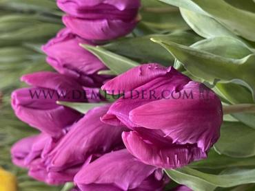 Tulipa Parrot Prince 12/+ (x250)