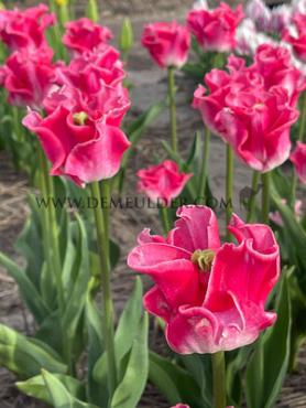 Tulipa Crown Dynatsy 12/+ (x250)