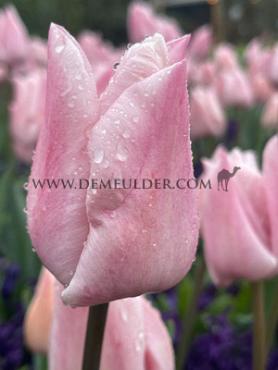 Tulipa Lasergame 12/+ (x250)