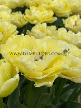 Tulipa Avant Garde 12/+ (x250)