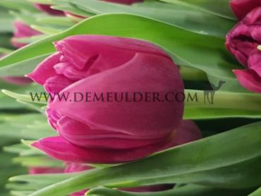 Tulipa World Bowl 12/+ (x250)