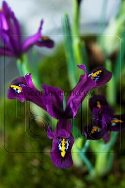 Iris J S  Dijt 6/+ (x250)