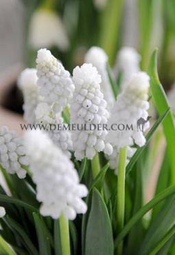 Muscari Siberian Tiger 8/+ (x250)