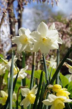 Narcisses Pueblo Jonquilla And Apodanthus Z12/14 (x250)