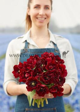 Tulipa Palmyra 12/+ (x250)