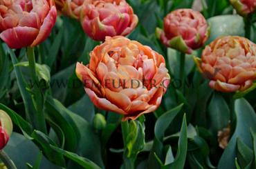 Tulipa Verona Sunrise 12/+ (x250)