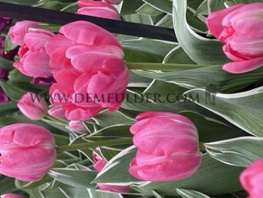 Tulipa Beth Hart 12/+ (x250)