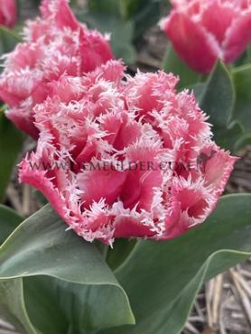 Tulipa Brisbane 12/+ (x250)