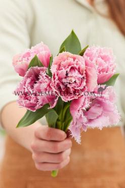 Tulipa Cairns 12/+ (x250)