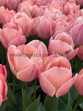 Tulipa Salmon Van Eijk 12/+ (x250)