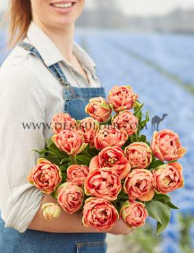 Tulipa Copper Image 12/+ (x250)