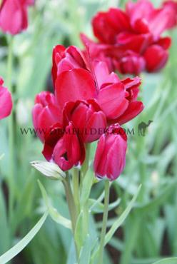 Tulipa Fiery Club 12/+ (x250)
