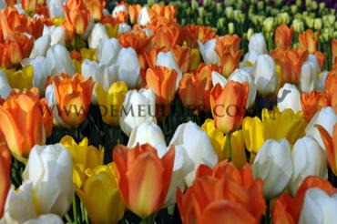 Tulipa Fosteriana Mixed 12/+ (x 250)
