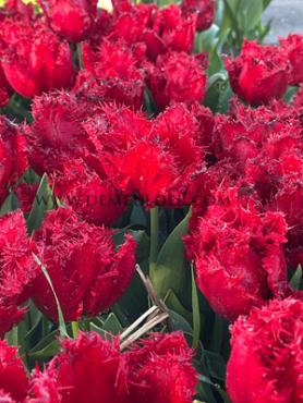 Tulipa Indiana 12/+ (x250)