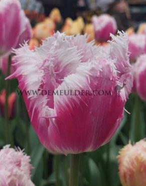 Tulipa Hawaii 12/+ (x250)