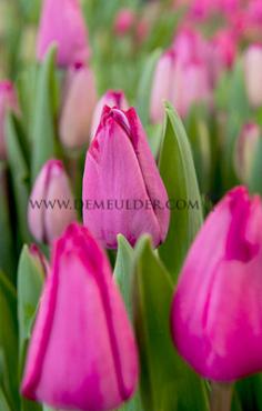 Tulipa Roussillion 12/+ (x250)
