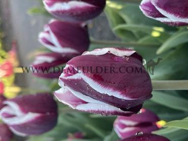 Tulipa Tiramisu  12/+ (x250)