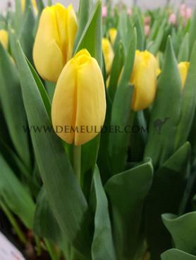 Tulipa Lobke 12/+ (x250)