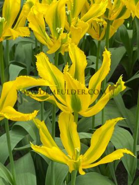 Tulipa Green Mile 12/+ (x250)
