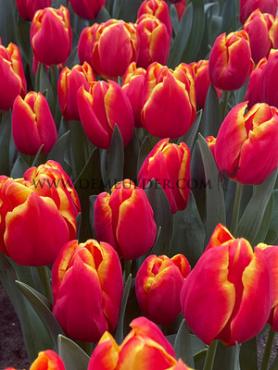 Tulipa Choice 12/+ (x250)