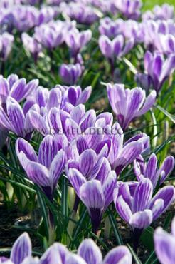 Crocus King Of The Striped 9/10 (x250)