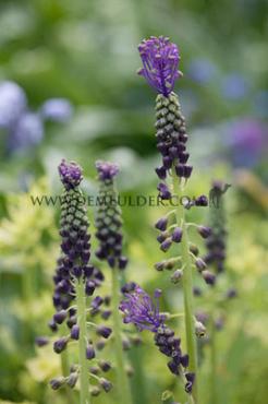 Muscari Comosum 7/+ (x250)