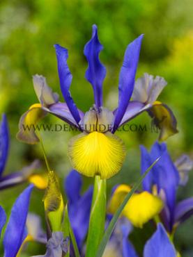 Iris Miss Saigon 8/+ (x250)