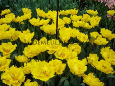 Tulipa Mon Amour 12/+ (x250)