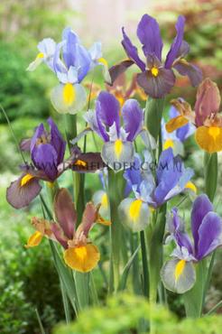 Iris Tiger Mix 7/8 (x250)
