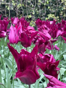 Tulipa Purple Heart 12/+ (x250)