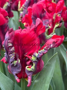 Tulipa Seadov Parrot 12/+ (x250)