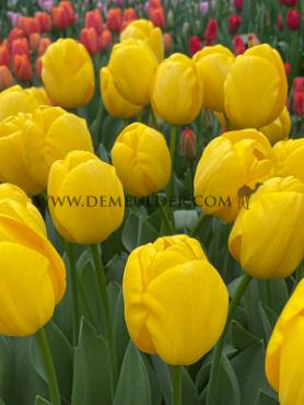 Tulipa Novi Sun 12/+ (x250)
