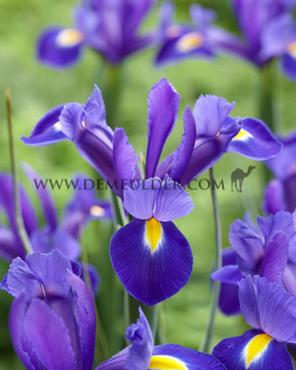 Iris Valentine 8/9 (x250)