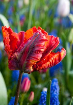 Tulipa Rasta Parrot 12/+ (x250)