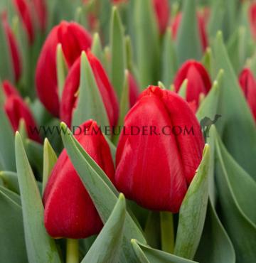 Tulipa Red Stone 12/+ (x250)
