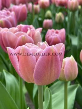 Tulipa Beachberry 12/+ (x250)