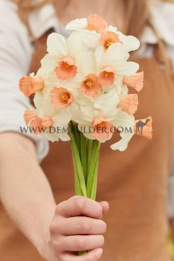 Narcisses Iwona Jonquilla And Apodanthus Z12/14 (x250)